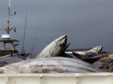 Fishing in mozambique